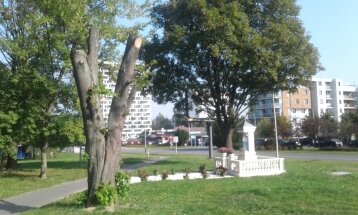 Drzewoprzykapliczcepiastów1