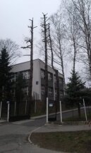 drzew ul. Rudnickiego 2