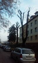 spytki ligęzy1 10