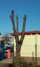 ul.Wierzbowa 14