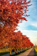 IMG_5611 IMG_5611